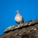 Roof Cleaning Helps Your Roof Last Longer